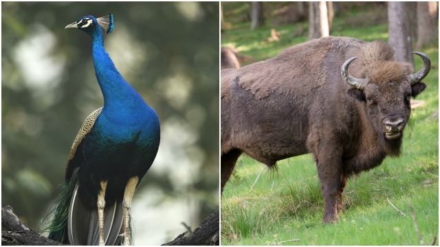 ನವಿಲು, ಕಾಡು ಕೋಣ ಉಪದ್ರಕಾರಿ ಪ್ರಾಣಿ; ಗೋವಾ ಸರಕಾರ