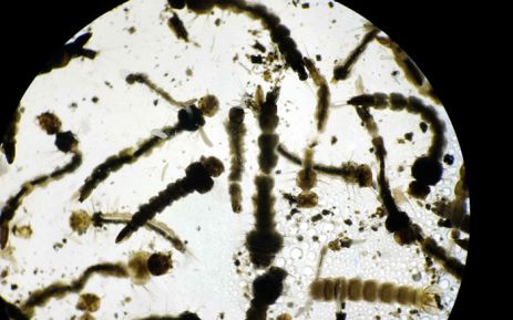 ಝಿಕಾ ವಿರುದ್ಧ ಹೋರಾಡಲು 383 ಕೋಟಿ ರೂ. ಅಗತ್ಯ