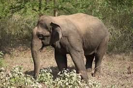 ಸುಳ್ಯ: ಮತ್ತೆ ಒಂಟಿ ಸಲಗದ ಭೀತಿ