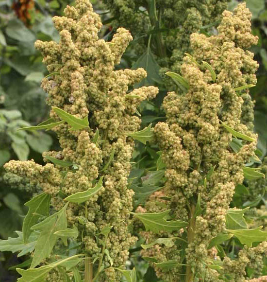 ಅಪೌಷ್ಟಿಕತೆ ನಿವಾರಣೆಗೆ ಬರ ಸಹಿಷ್ಣು ‘ಕಿನ್ವ’ ಬೆಳೆ ಬೆಳೆಯಿರಿ