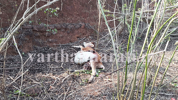 ಬಡಗಮಿಜಾರಿನಲ್ಲಿ ಕೊಟ್ಟಿಗೆಯಿಂದ ಎಳೆದೊಯ್ದು ಕರು ತಿಂದ ಚಿರತೆ