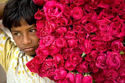 ‘ಕೆಂಗುಲಾಬಿ’ ಬೆಳೆದವರಿಗೆ ಮುಳ್ಳೇ ಗತಿ!