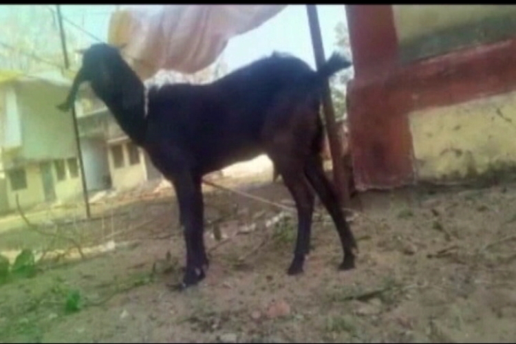 ಕ್ರಿಮಿನಲ್ ಆಡನ್ನು ಬಂಧಿಸುವಂತೆ ಪೊಲೀಸರಿಗೆ ಜಿಲ್ಲಾಧಿಕಾರಿಯ ಆದೇಶ !