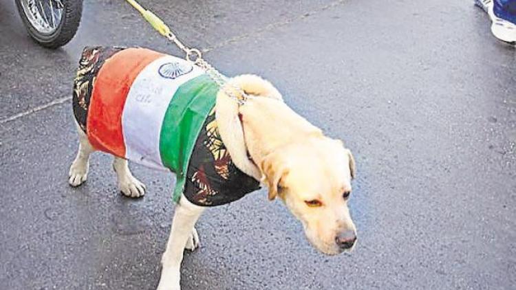 ನಾಯಿಗೆ ರಾಷ್ಟ್ರಧ್ವಜ ತೊಡಿಸಿದ ಭೂಪನ ಬಂಧನ!