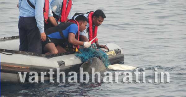 ಮಂಗಳೂರು: ಕೋಸ್ಟ್ ಗಾರ್ಡ್‌ನಿಂದ ಅಳಿವಿನಂಚಿನಲ್ಲಿರುವ ಕಡಲಾಮೆಗಳ ರಕ್ಷಣೆ