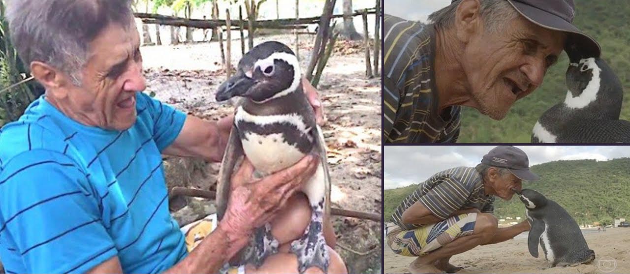 ತನ್ನ ಪ್ರಾಣ ರಕ್ಷಿಸಿದ ಮನುಷ್ಯನನ್ನು ಕಾಣಲು ಪ್ರತಿವರ್ಷ 8,000 ಕಿ.ಮೀ. ಈಜಿ ಬರುವ ಪೆಂಗ್ವಿನ್!