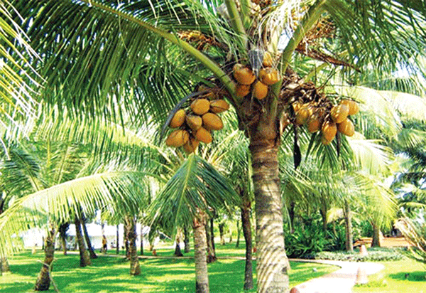 ಪಾತಾಳಕ್ಕೆ ಕುಸಿದ ತೆಂಗಿನಕಾಯಿ ಬೆಲೆ: ಸಂಕಷ್ಟದಲ್ಲಿ ತೆಂಗು ಬೆಳೆಗಾರರು