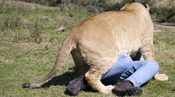 ದೈವಿಕ ಶಕ್ತಿಯ ಭ್ರಮೆಯಲ್ಲಿ ಸಿಂಹಗಳೊಂದಿಗೆ ಕಾದಾಡಿ ಪೃಷ್ಠ ಕಳೆದುಕೊಂಡ ಮತ ಪ್ರಚಾರಕ