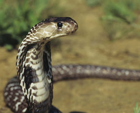 ಪುತ್ತೂರು: ಹಾವು ಕಡಿದು ಸಾವು