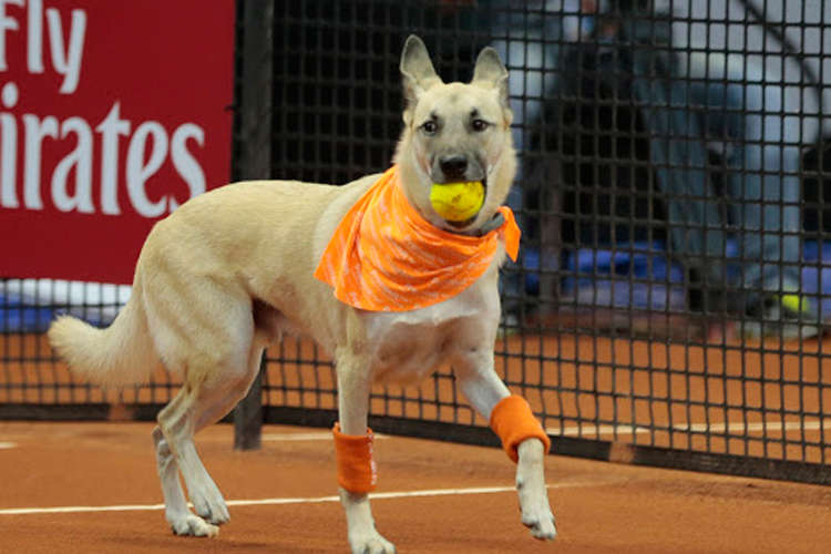 ಬ್ರೆಝಿಲ್  ಟೆನಿಸ್ ಓಪನ್‌ನಲ್ಲಿ ನಾಯಿಗಳ ಬಳಕೆ!