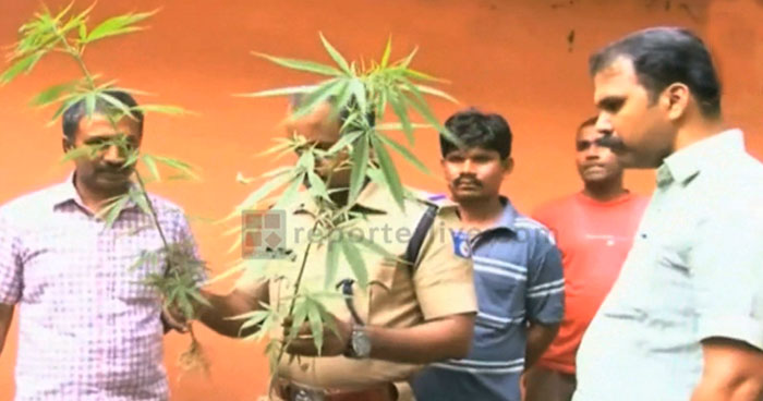 ವಾಸಸ್ಥಳದಲ್ಲಿಯೇ ಗಾಂಜಾ ಬೆಳೆಸಿದ ಒರಿಸ್ಸಾದ ಕಾರ್ಮಿಕರು!