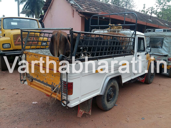 ಕಡಬ : ಅಕ್ರಮ ದನ ಸಾಗಾಟದ ಪತ್ತೆ