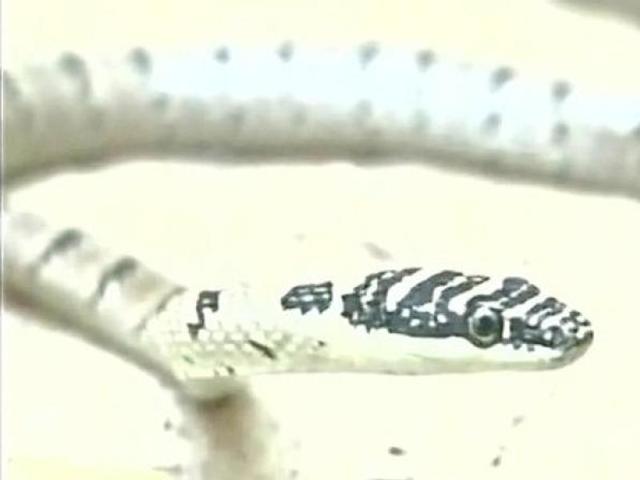 ತಮಿಳುನಾಡಿನಲ್ಲಿ ಹಾರುವ ಹಾವು ಪತ್ತೆ