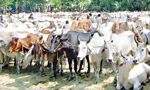 ಭಾರತೀಯ ಹಸುಗಳ ಆರ್ಥಿಕತೆ
