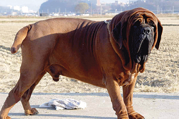 ಬೆಂಗಳೂರಿಗೂ ಬಂತು ಕೋಟಿ ರೂ.ಬೆಲೆಯ ಶ್ವಾನ !