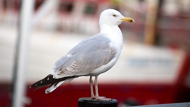 ಅಣು ಸ್ಥಾವರವನ್ನೇ ನಿಲ್ಲಿಸಿದ ಹಕ್ಕಿಯ ಹಿಕ್ಕೆ!
