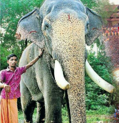 ಇಂಜಿನಿಯರಿಂಗ್ ಡಿಗ್ರಿ ಪಡೆದು ಆನೆಯ ಮಾವುತನಾದ ಹರಿಕೃಷ್ಣ !