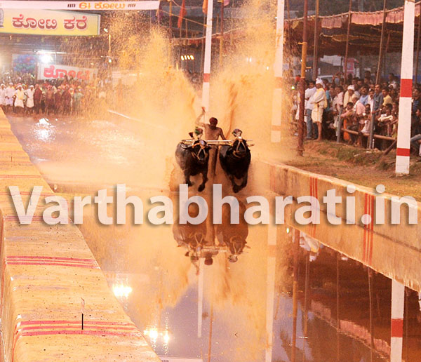 ಪುತ್ತೂರು: ಕೋಟಿ -ಚೆನ್ನಯ ಜೋಡುಕರೆ ಕಂಬಳ ಕೂಟದ ಫಲಿತಾಂಶ