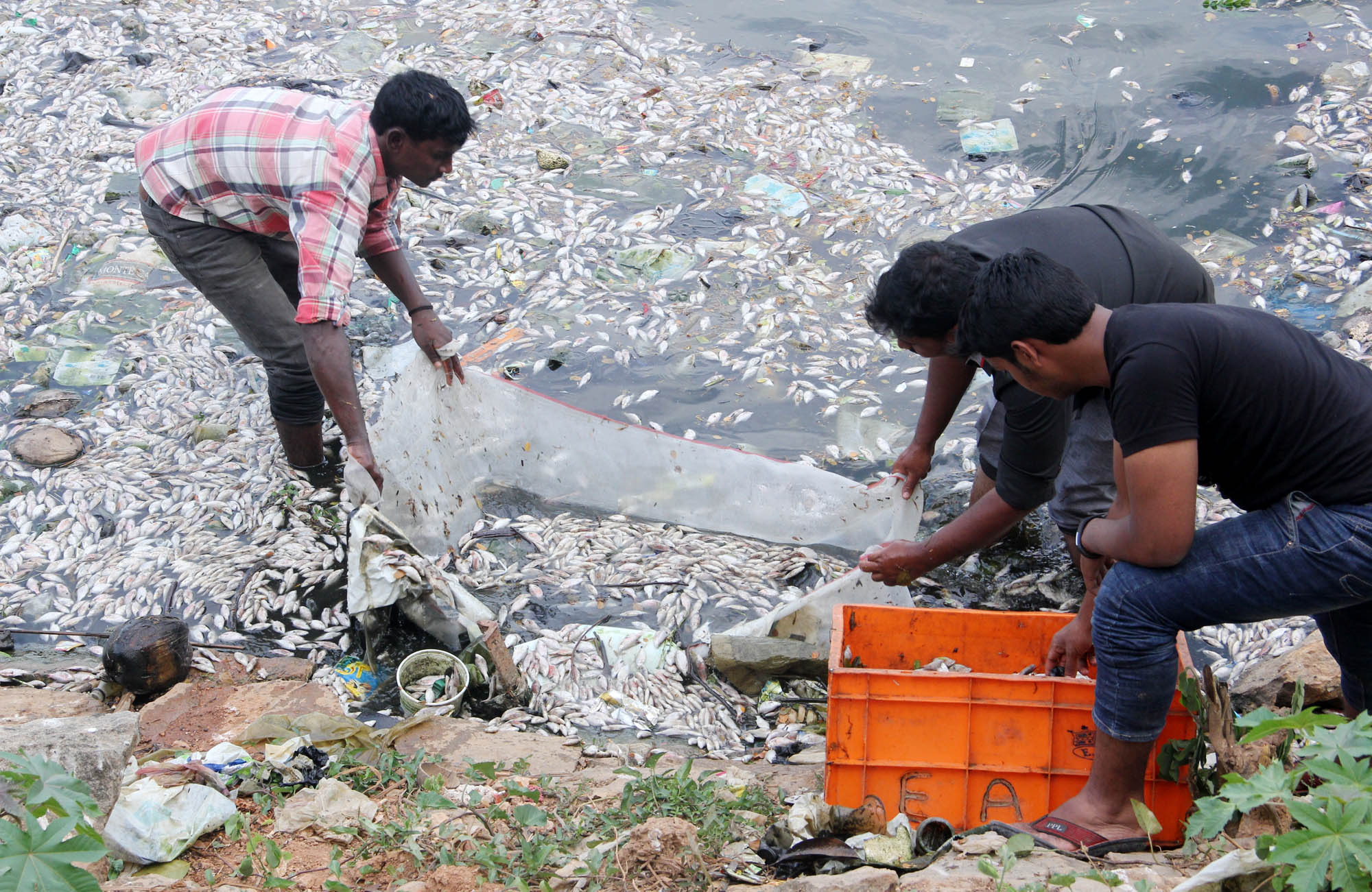 ಹಲಸೂರು ಕೆರೆಯಲ್ಲಿ ಸಾವಿರಾರು ಮೀನುಗಳ ಮಾರಣಹೋಮ ಸ್ವಚ್ಛ ಮಾಡಲು ಸ್ಥಳೀಯ ಅಧಿಕಾರಿಗಳ ನಿರ್ಲಕ್ಷ: ಆಕ್ರೋಶ
