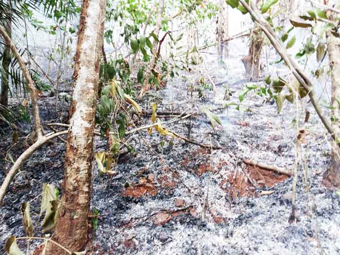 ಮೂಜೂರು ಅರಣ್ಯ ಪ್ರದೇಶದಲ್ಲಿ ಮತ್ತೆ ಬೆಂಕಿ