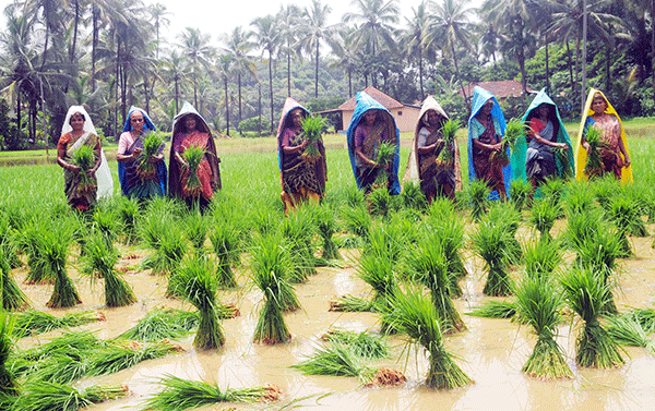 ಉತ್ತಮ ಮಳೆ..ಸಮೃದ್ಧ ಬೆಳೆ..ನಳನಳಿಸಲಿದೆ ಇಳೆ