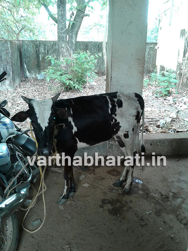 ಬೆಳ್ತಂಗಡಿ: ಅಕ್ರಮ ಗೋ ಸಾಗಾಟ: ಇಬ್ಬರ ಬಂಧನ