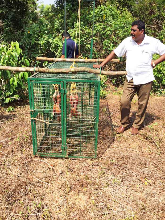 ಪರ್ಕಳ ಪರಿಸರದಲ್ಲಿ ಮುಂದುವರಿದ ಚಿರತೆ ದಾಳಿ