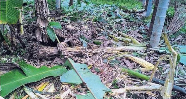 ಕಾಸರಗೋಡಿನಲ್ಲಿ ಕಾಡಾನೆಗಳ ಹಾವಳಿ; ಕೃಷಿ ನಾಶ