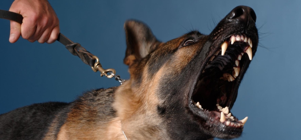 ಐದು ವರ್ಷದ ಮಗುವನ್ನು ಕಚ್ಚಿ ಕೊಂದು ಹಾಕಿ ದೂರಕ್ಕೆ ಎಳೆದೊಯ್ದ ಬೀದಿ ನಾಯಿಗಳು!