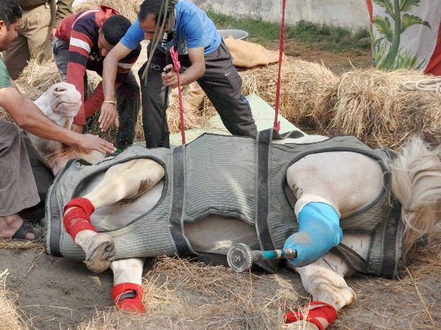 ಶಕ್ತಿಮಾನ್ ಕುದುರೆ ಸಾವಿಗೆ ಕಾರಣವಾದ ಬಿಜೆಪಿ ಶಾಸಕನ ವಿರುದ್ಧ ಕ್ರಮಕ್ಕೆ ಆಗ್ರಹ