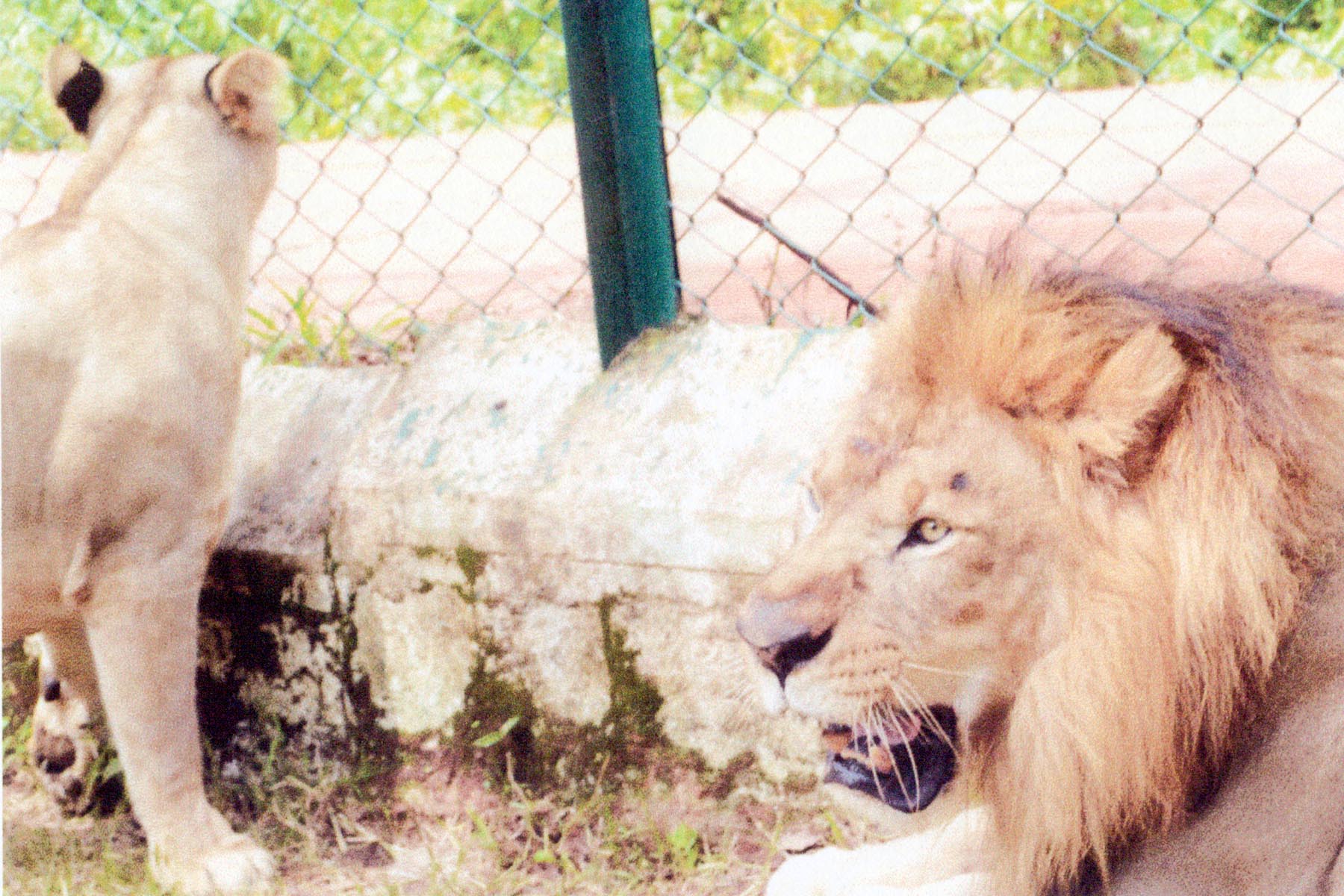 ಶಿವಮೊಗ್ಗ ನಗರದ ಹೊರವಲಯ ತ್ಯಾವರೆಕೊಪ್ಪ ಗ್ರಾಮದಲ್ಲಿರುವ ಹುಲಿ-ಸಿಂಹಧಾಮಕ್ಕೆ ಬನ್ನೇರುಘಟ್ಟದಿಂದ ಬರಲಿವೆ 4 ಸಿಂಹಗಳು