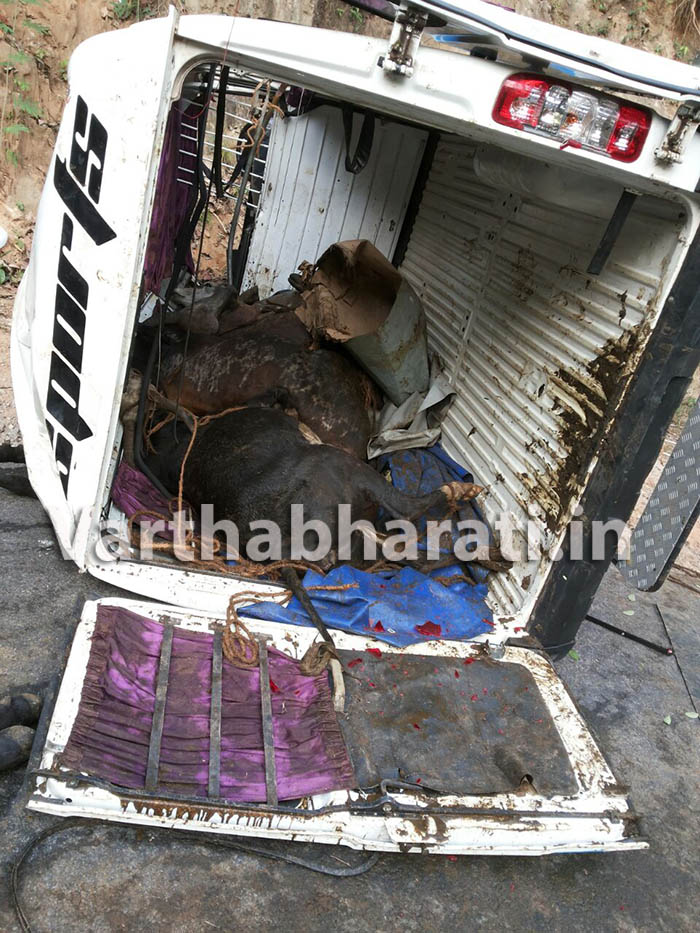 ವಾಹನ ಪಲ್ಟಿ: ಅಕ್ರಮ ಸಾಗಾಟದ ಜಾನುವಾರು ಸಾವು