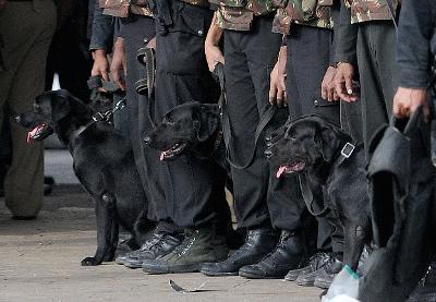 ಪಠಾಣ್‌ಕೋಟ್ ನ ನಾಲ್ಕು ಕಾಲಿನ ವೀರನಿಗೆ ಪ್ರಶಸ್ತಿಯ ಗರಿ