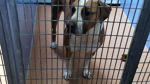 3 ದಿನದ ಮಗುವನ್ನು ಕಚ್ಚಿ ಕೊಂದ ಮನೆಯ ನಾಯಿ