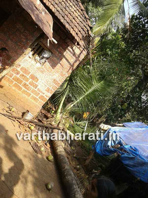 ಬದಿಯಡ್ಕ: ತೆಂಗಿನ ಮರ ಬಿದ್ದು ಮನೆಗೆ ಹಾನಿ