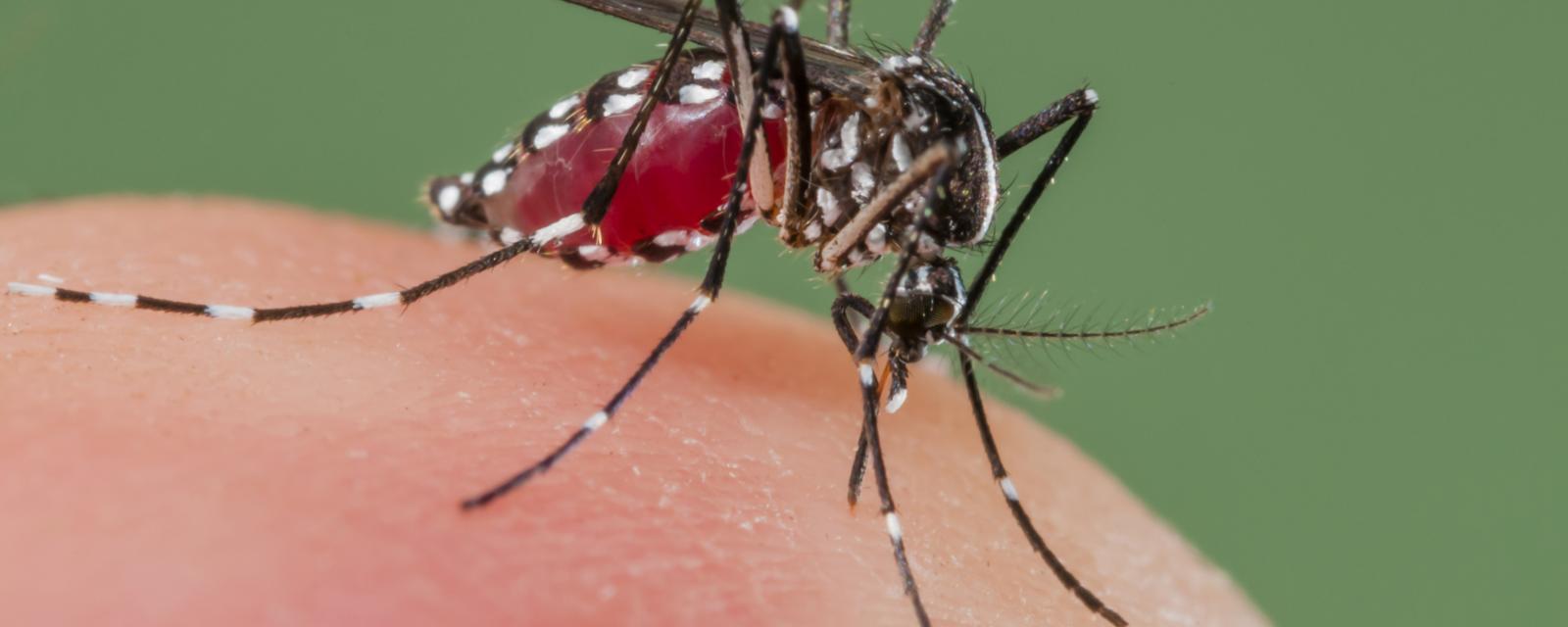 ಸೊಳ್ಳೆ ನಾಶಕ್ಕೆ ಹಳೆ ಟೈರ್ ಬಳಸಿ!