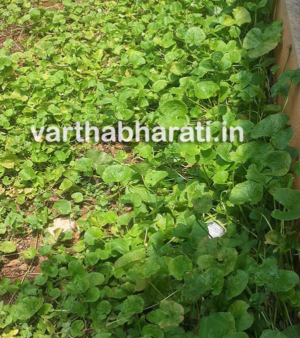 ರೋಗ ನಿರೋಧಕ ಔಷಧಿ ‘ಒಂದೆಲಗ’ : ಉಪಯೋಗ ರಹಿತವಾಗುತ್ತಿದೆ ಈ ಹಳ್ಳಿ ಔಷಧಿ