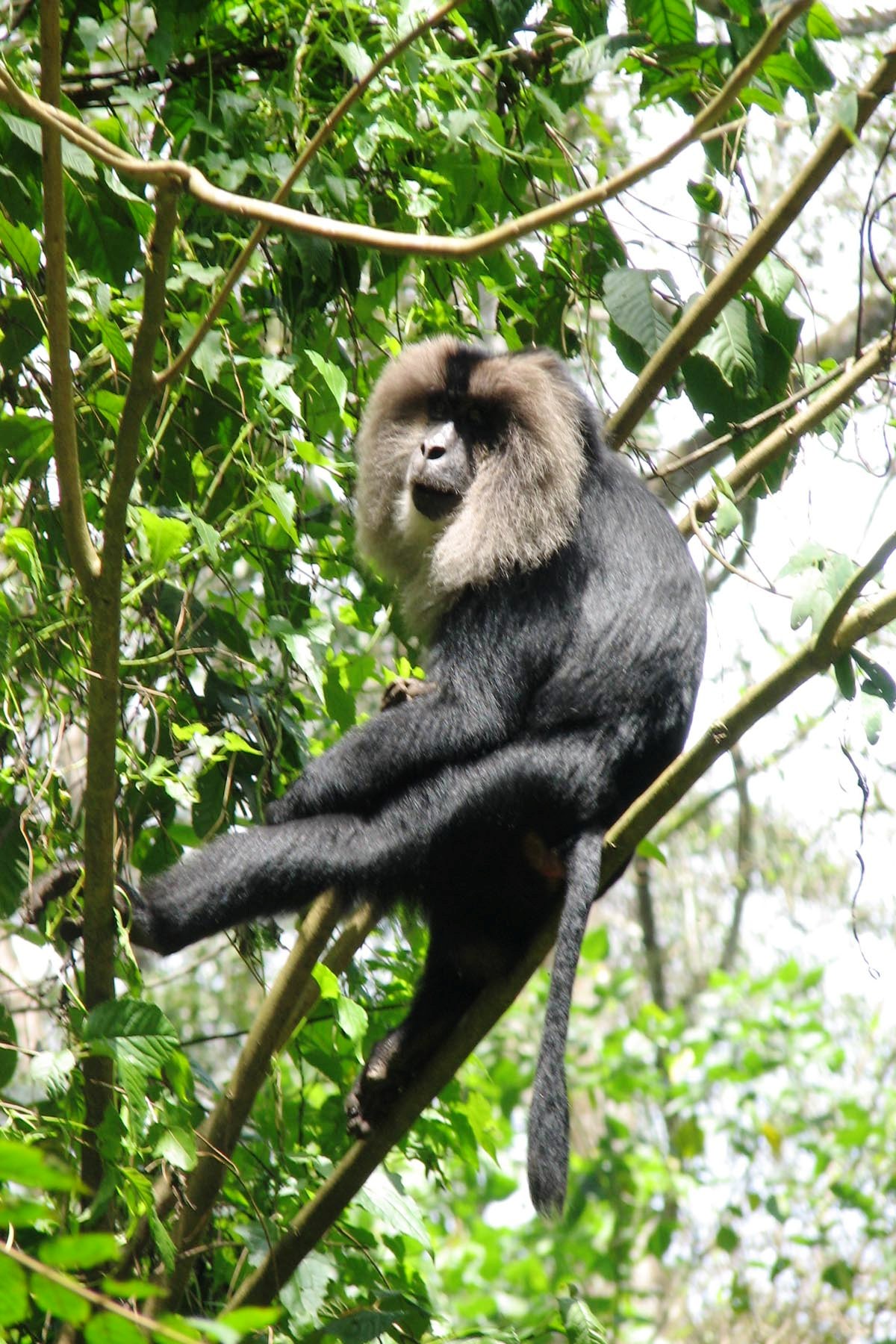 ವಿನಾಶದಂಚಿನಲ್ಲಿರುವ ಸಿಂಗಳಿಕ