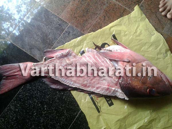 ಉಪ್ಪಿನಂಗಡಿ: ಮೀನಿನ ತಲೆ ಮಾಂಸ ತಿಂದ 14 ಮಂದಿ ಅಸ್ವಸ್ಥರಾಗಿ ಆಸ್ಪತ್ರೆಗೆ ದಾಖಲು