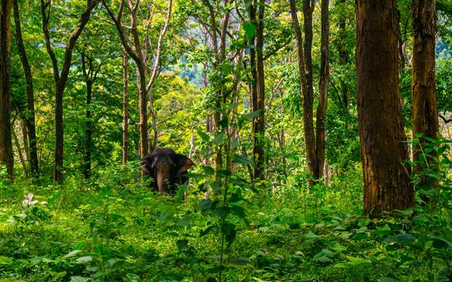 ಇಲ್ಲಿವೆ ನೀವು ಒಮ್ಮೆ ಹೋಗಲೇಬೇಕಾದ 6 ಅದ್ಭುತ ಜಂಗಲ್ ಕ್ಯಾಂಪ್ ಗಳು