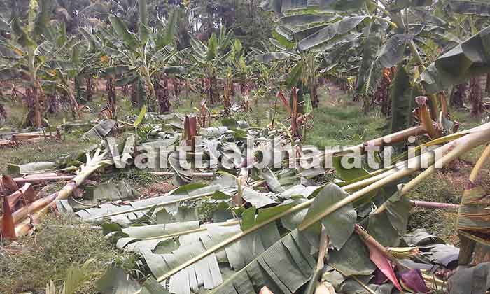 ಉಪ್ಪಿನಂಗಡಿ: ಭಾರೀ ಗಾಳಿ, ಮಳೆಗೆ ಅಪಾರ ಹಾನಿ