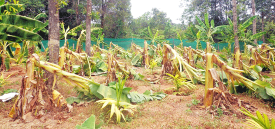 ಕರಾವಳಿಯಲ್ಲಿ ಮುಂಗಾರುಪೂರ್ವ ಮಳೆಯ ಅಬ್ಬರ: ಅಪಾರ ಹಾನಿ