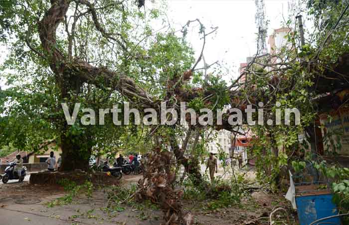 ಕರಂಗಲ್ಪಾಡಿ: ಮರದ ಕೊಂಬೆ ಬಿದ್ದು ಹಾನಿ