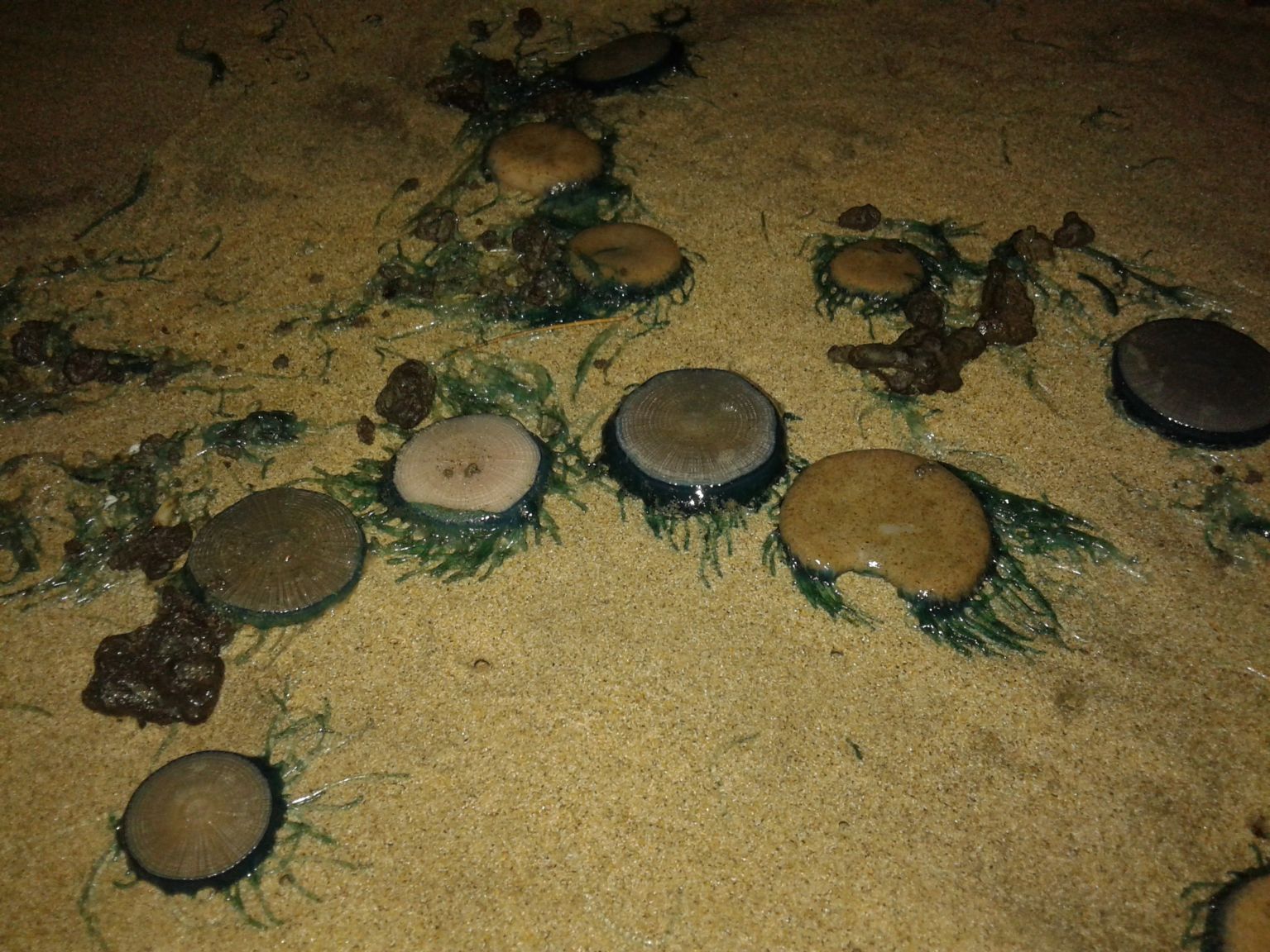 ಕಡಲ ತೀರಕ್ಕೆ ತೇಲಿ ಬಂದ ಅಪರೂಪದ ಸಮುದ್ರ ಜೀವಿ