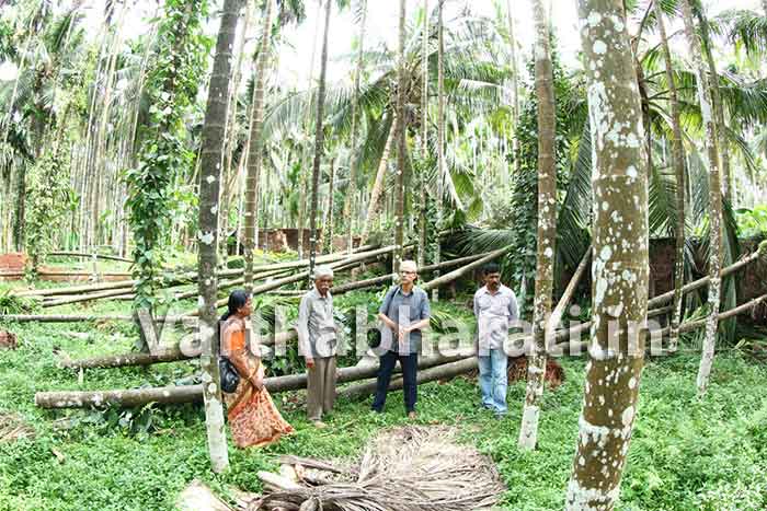 ಕಾಸರಗೋಡು: ಭಾರೀ ಗಾಳಿ, ಮಳೆಯಿಂದಾಗಿ ಕೃಷಿಗೆ ಹಾನಿ