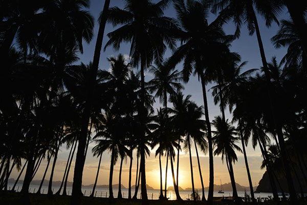 ಶ್... ಗದ್ದಲ ಮಾಡಬೇಡಿ, ನಿಮ್ಮ ಮನೆ ಹಿತ್ತಲಲ್ಲಿರುವ ಆ ಮರಕ್ಕೆ ಗಟ್ಟಿ ನಿದ್ದೆ !