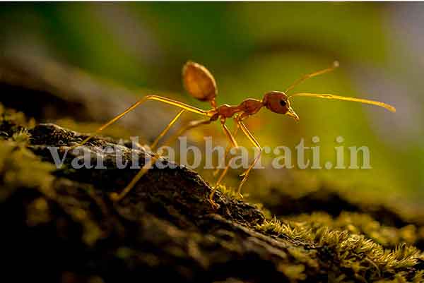 ಉಡುಪಿ: ಆಸ್ಟ್ರೋರ ಒಂದೇ ಚಿತ್ರಕ್ಕೆ ಮೂರು ಪ್ರಶಸ್ತಿ