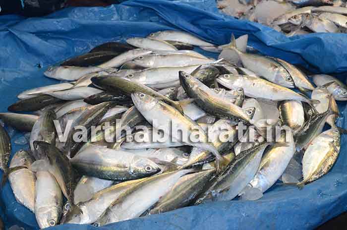 ಕರಾವಳಿಯಲ್ಲಿ ಬೂತಾಯಿ, ಬಂಗುಡೆ ಮೀನಿನ ಪ್ರಮಾಣ ಇಳಿಕೆ