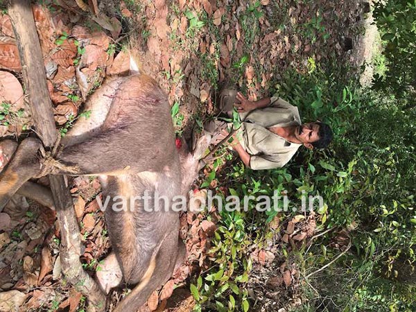 ಭಟ್ಕಳ: ಕಡವೆ ಬೇಟೆ, ಓರ್ವನ ಬಂಧನ - ಮೂವರು ಪರಾರಿ