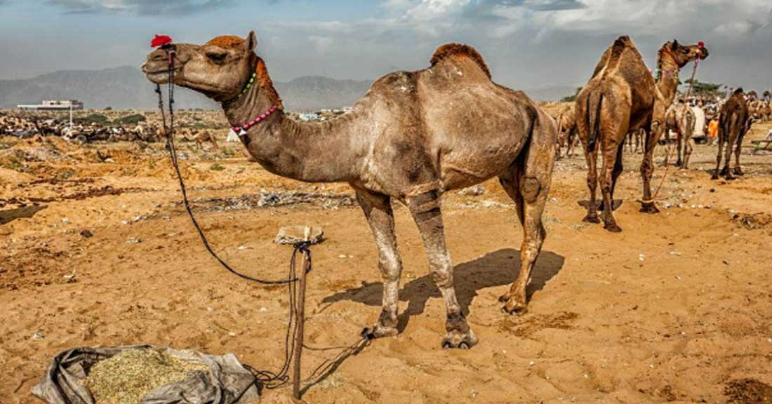 ದೆಹಲಿಯ ಸುತ್ತ ಮುತ್ತ ಈ ಅನುಭವವನ್ನು ನೀವು ಪಡೆಯಲೇಬೇಕು